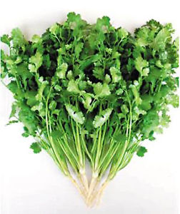Coriander 100g | 新鲜 香菜