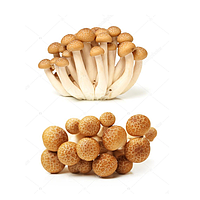 Brown beech mushroom / shimeji 150g | 新鲜 柳姬菇 / 蟹味菇 150g