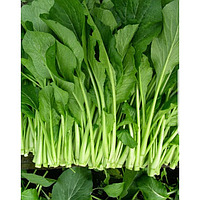 Choi Sam 1kg | 新鲜 菜心 1kg