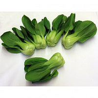 Mini Shanghai Pak Choi | 新鲜 迷你上海唐菜
