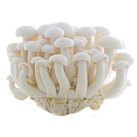White beech mushroom / shimeji 150g | 新鲜 白玉菇 150g