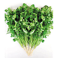 Coriander 100g | 新鲜 香菜 100g