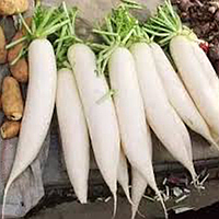 White Radish 1kg | 白萝卜 1kg